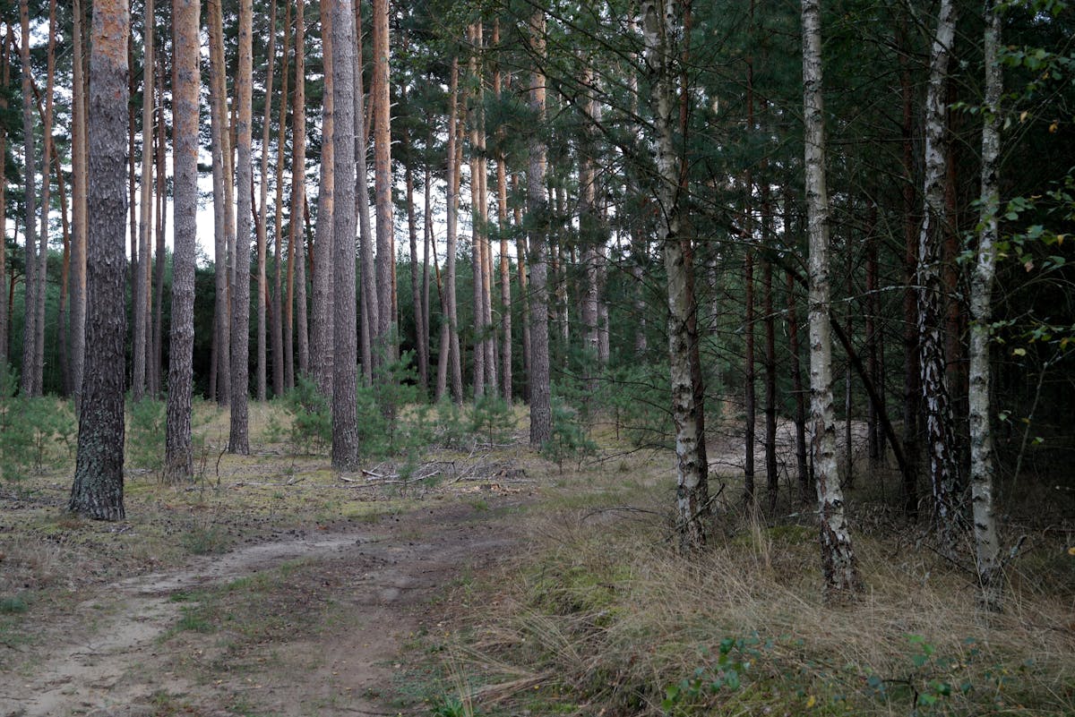 В Гродненской области прокуратура выявила нарушения в сфере государственной лесной охраны