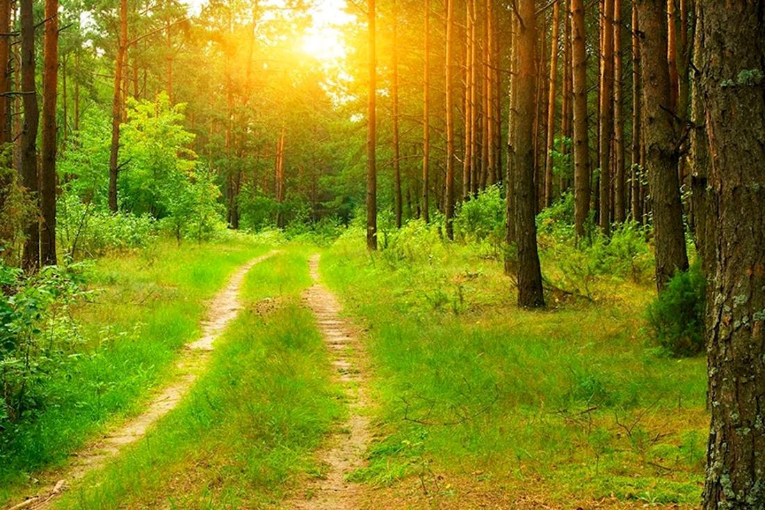 В Гродненской области ввели запреты на посещение всех лесных массивов