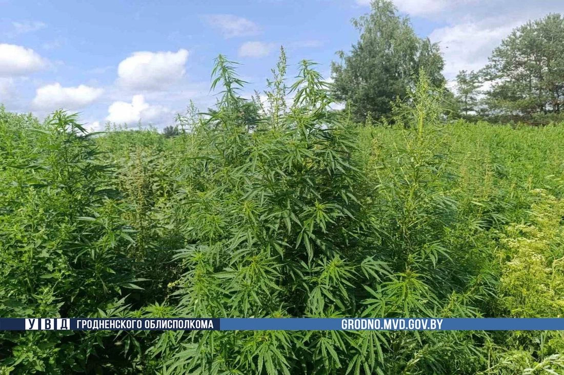 В Гродненском районе уничтожено почти 300 килограммов дикорастущей конопли