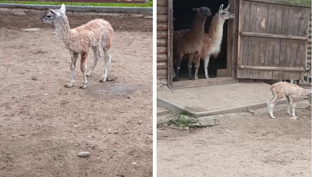 В Гродненском зоопарке появилось пушистое пополнение – малыш Бархат