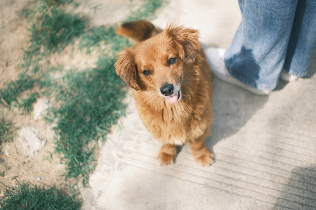 В какой срок необходимо зарегистрировать домашнее животное