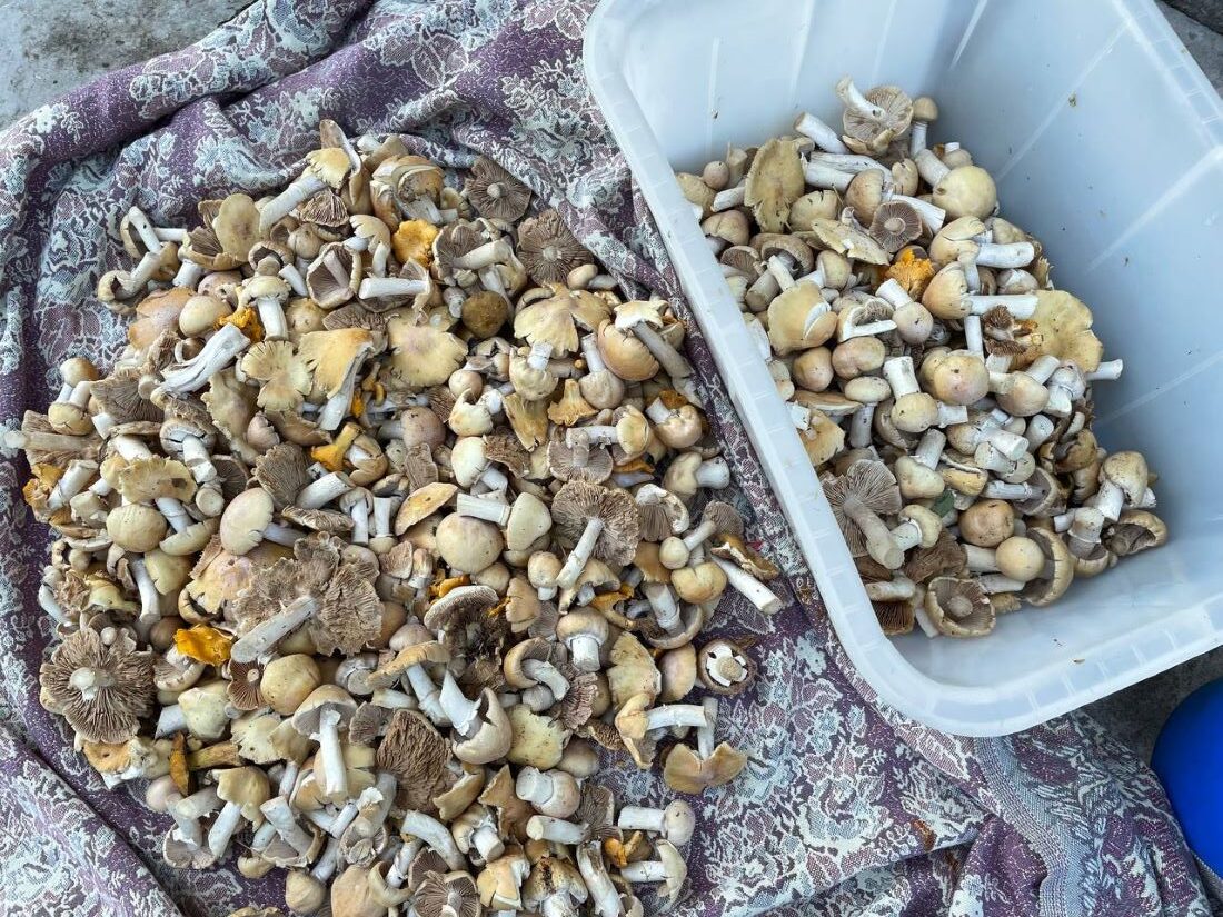 В лесу массово выскочили курочки. Где их искать?