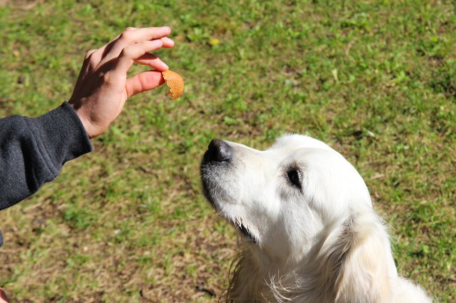 В присутствии плохого человека каждая собака делает одно: хорошо запомните эту реакцию