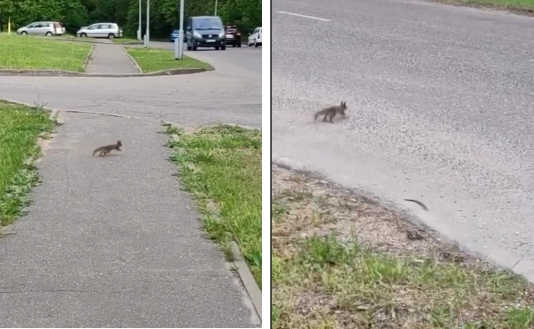 В Слониме белка перебежала тротуар рядом с детской поликлиникой — момент попал на видео