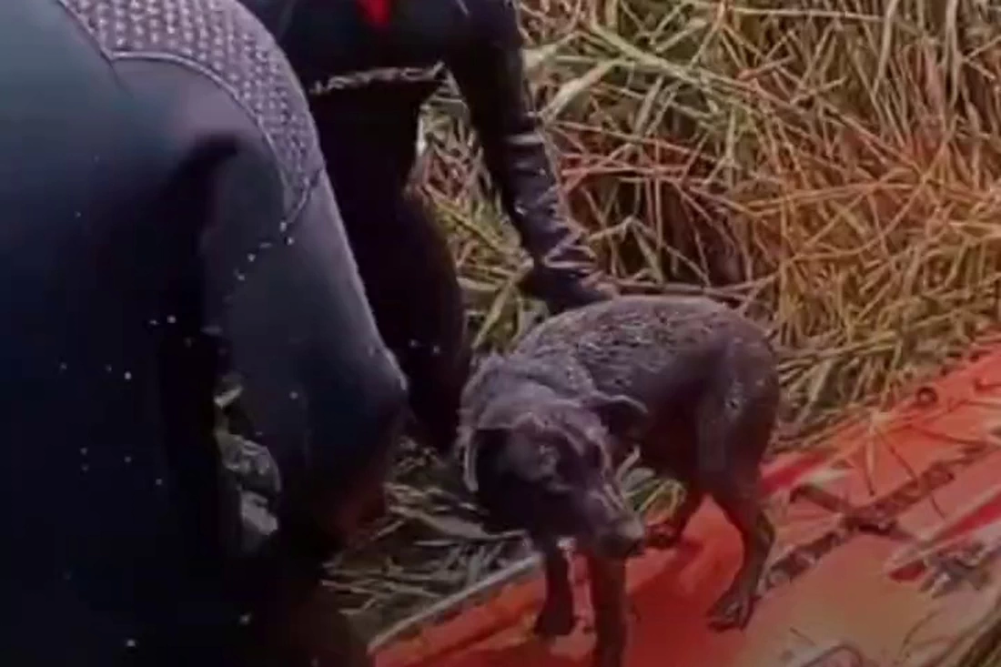 В Слонимском районе спасатели вытащили собаку из болота