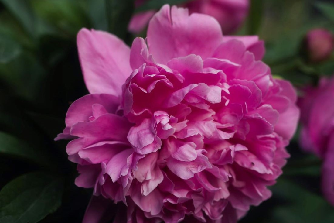 Верный признак, что пионы можно обрезать