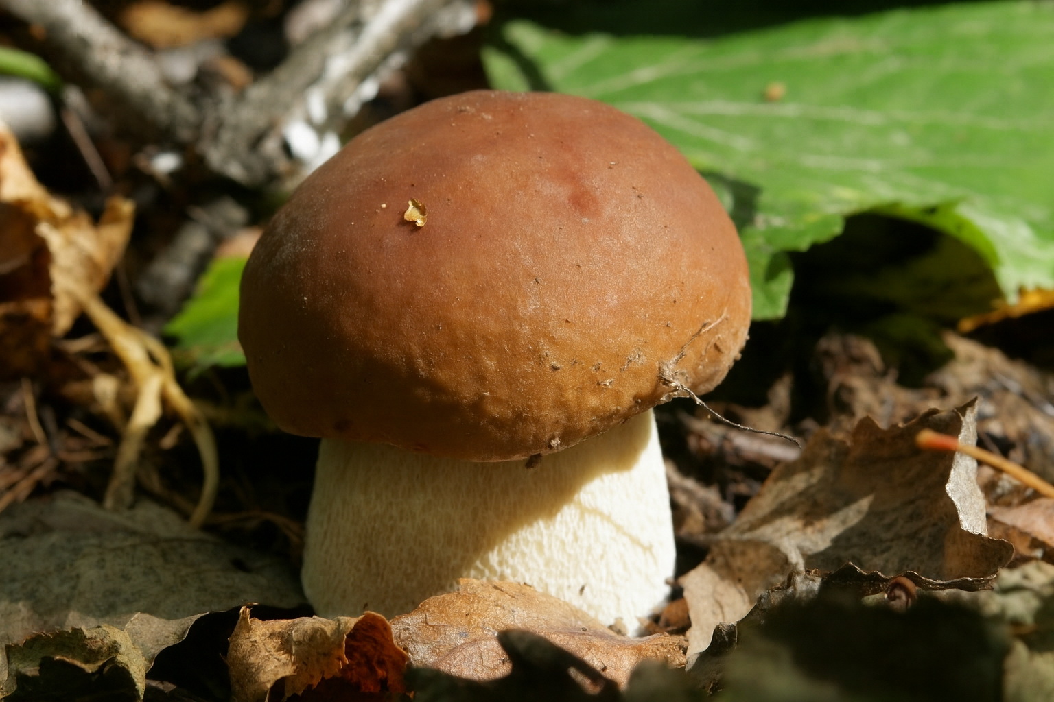 Вот это декабрь: белые грибы, зеленушки и опята продолжают радовать грибников