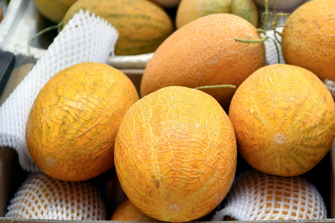 Вот как распознать спелую дыню: просто посмотрите на это – и вы безошибочно выберете самую сладкую