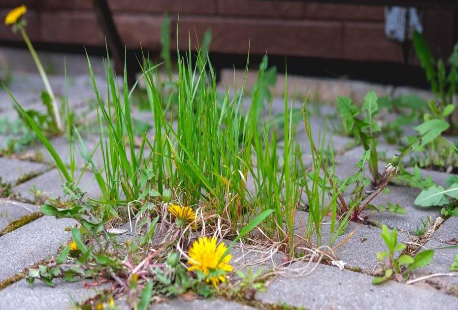 Забудьте про уксус и соду: один мощный способ избавит сад от сорняков навсегда — даже пырей не выживет