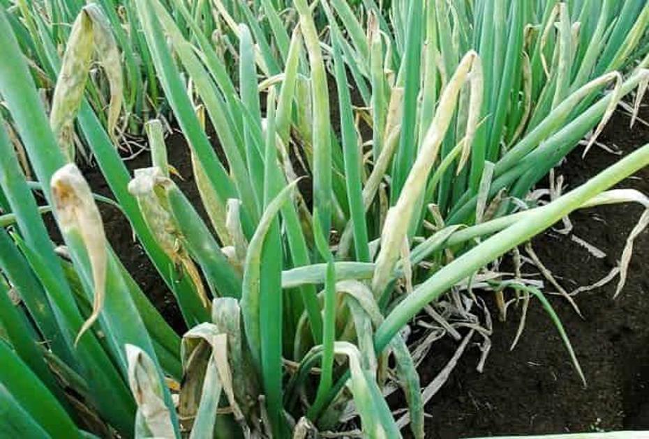 Забудьте про жёлтые перья: одно опрыскивание — и луковая муха исчезает без следа