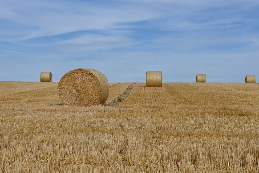 Жара наступает: на Гродненщине температура поднимется до +30