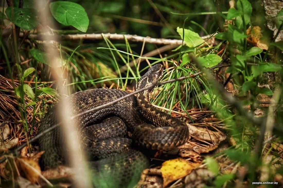Жители Гродно и Щучина пострадали от укусов гадюки