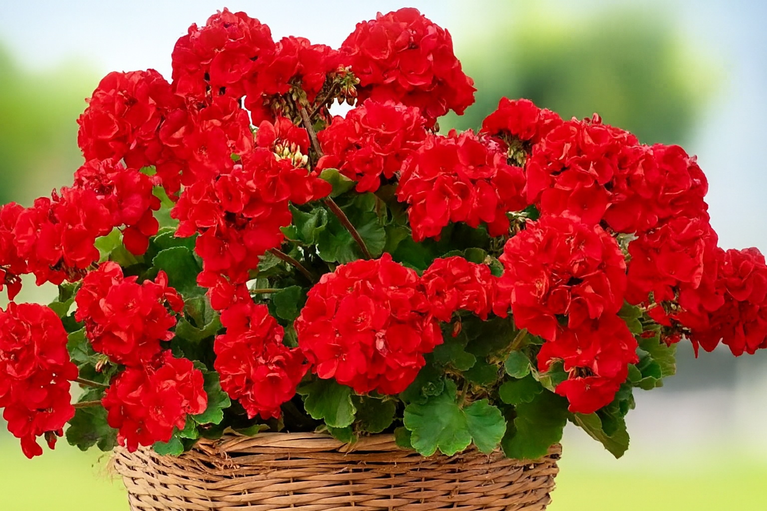 Зимой герань начала чахнуть? Я нашла простой способ оживить растение — всего одна ложка под корень