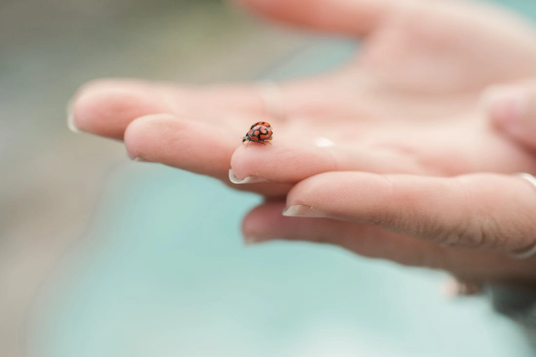 Знаете ли вы, что означает, когда на вас садится божья коровка?