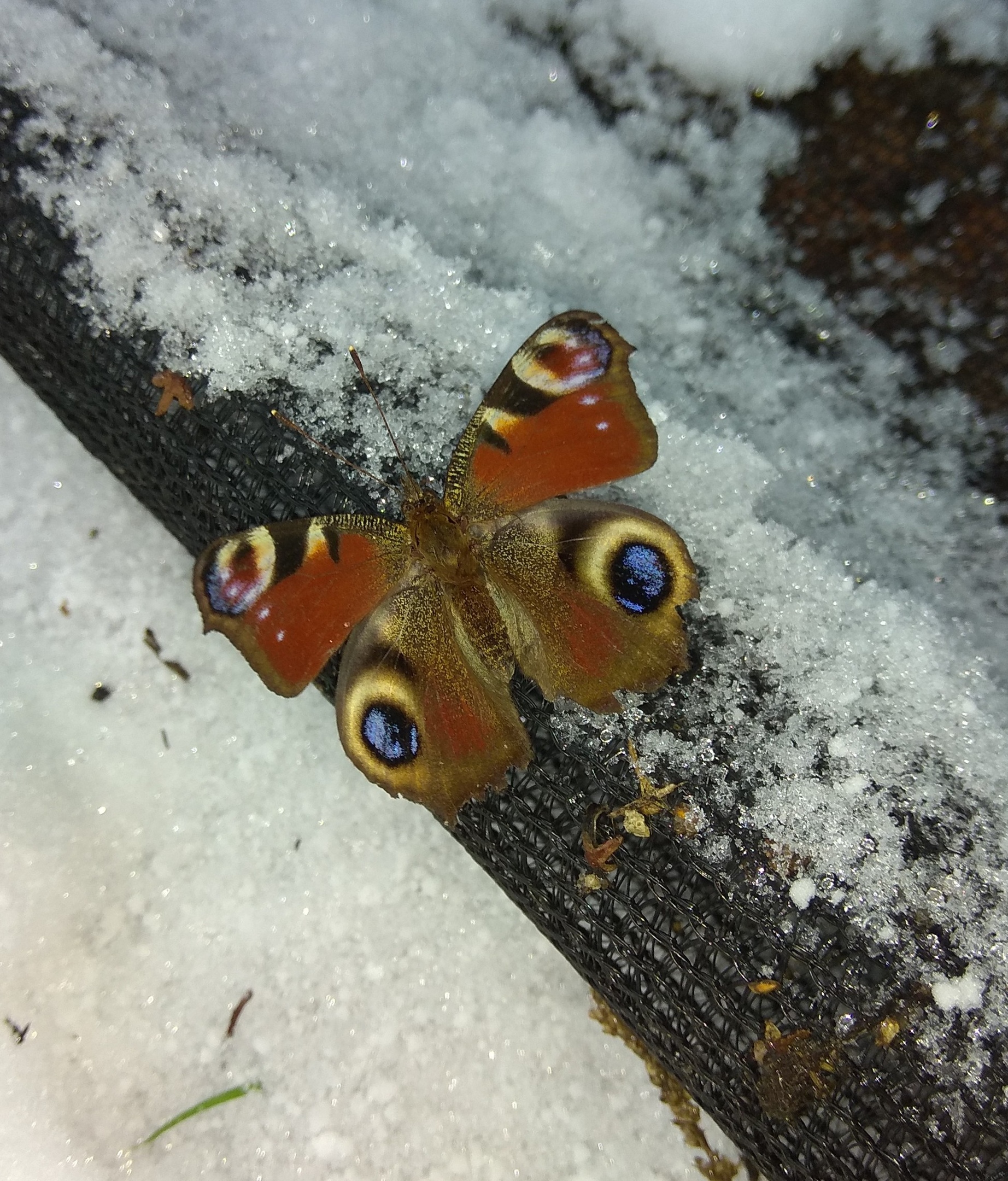 Не бабочкина куколка. Павлиний глаз (бабочка). Зимующая бабочка павлиний глаз. Павлиний глаз зимует. Куколка бабочки павлиний глаз.