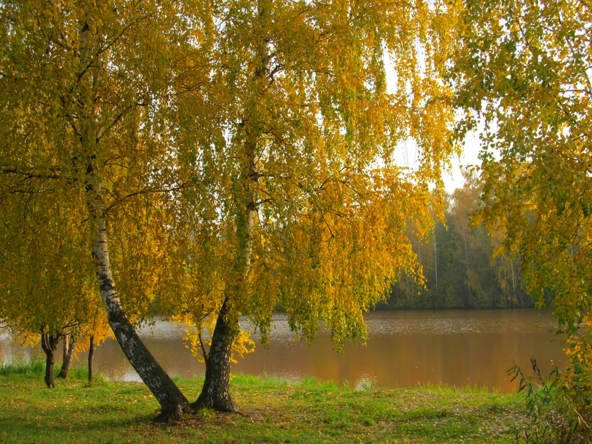 Пожелтели березки. Осенняя береза. Золотая осень березы. Береза осень. Береза ранней осенью.