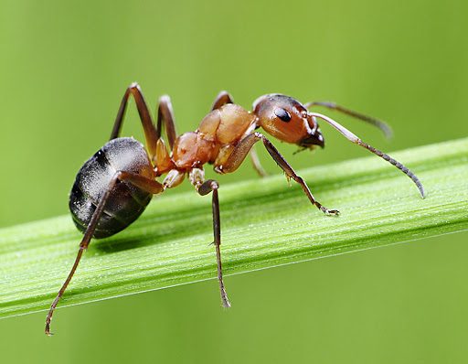 муравей 1