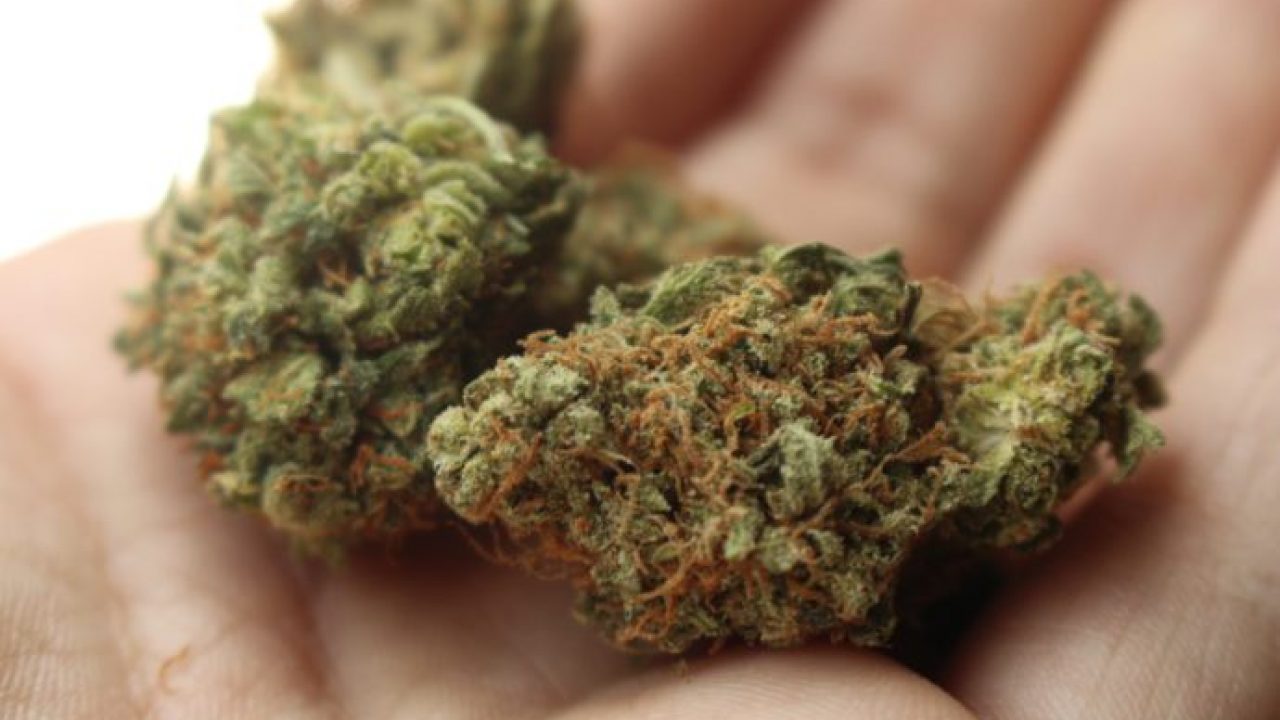 Как провезти марихуану через таможню почему запрещено выращивание конопли