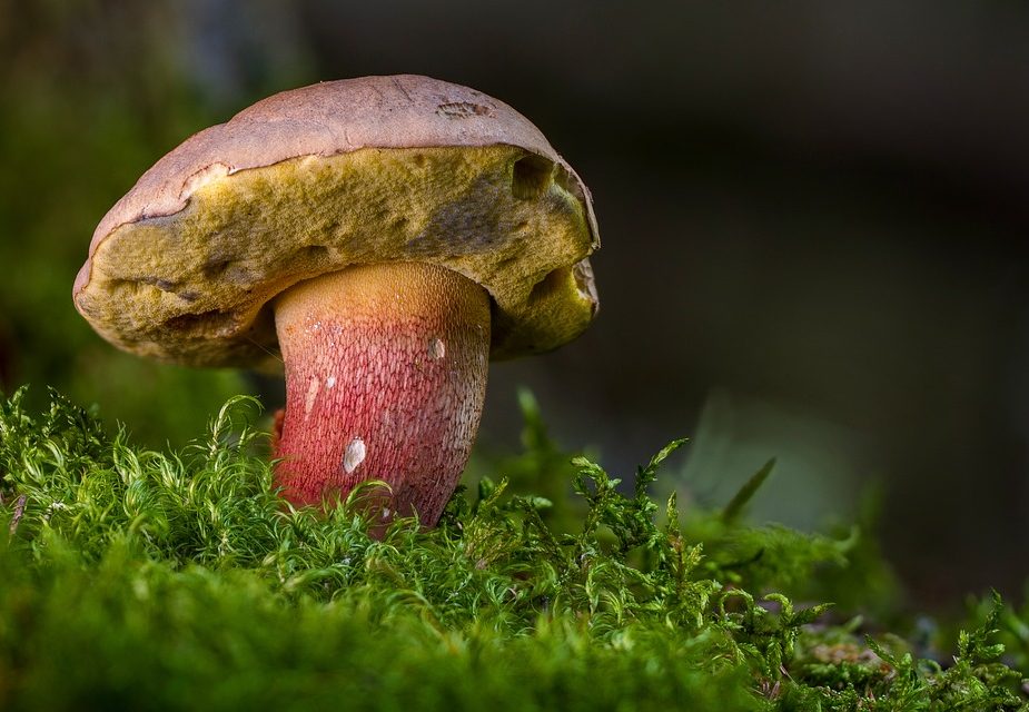 грибы в лесу