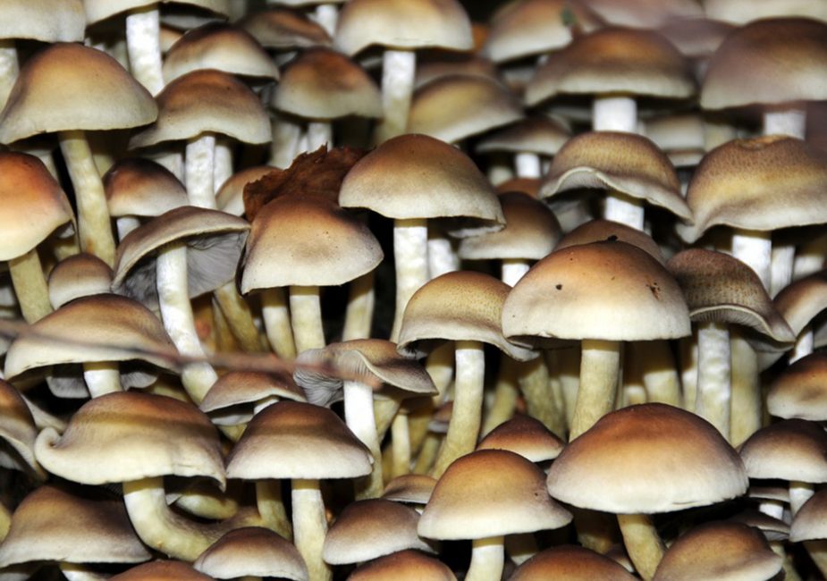 Семья из Афганистана отравилась грибами в Польше