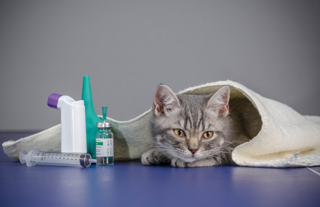 8 признаков, что ваша кошка заболела — Газета Слонімская
