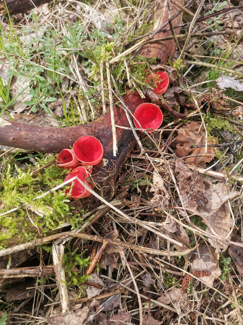 Грибники рванули в лес за первыми весенними грибами. Смотрите, сколько собирают и где
