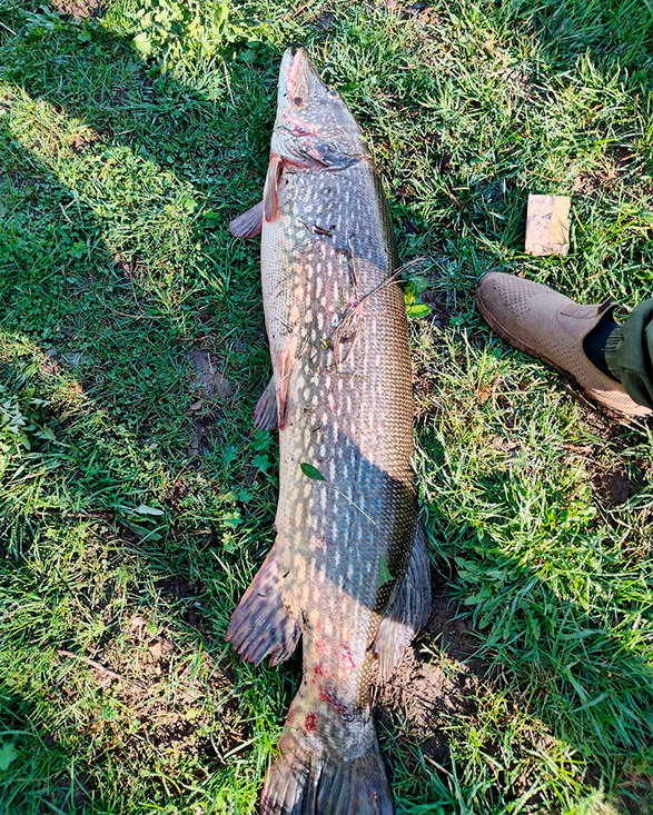 Посмотрите, какую щуку-гиганта поймал рыбак из Ошмян. Живой «крокодил» на крючке