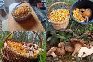 Лисичек – море! Грибники возвращаются из леса с полными ведрами