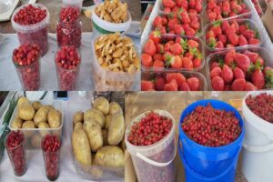 Лисички и земляника. Сколько стоят лесные дары на рынке в Слониме