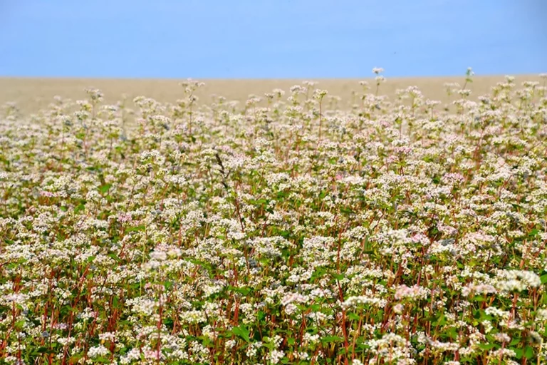 27 июня — Елисей Гречкосей. Как привлечь удачу и не спугнуть урожай