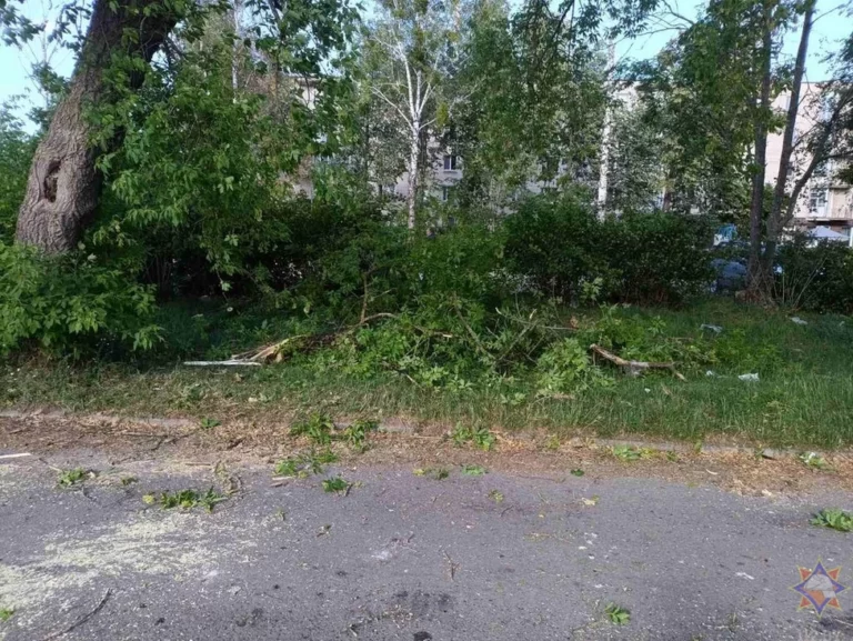 Ураганный ветер прошелся по Гродненщине: деревья падали на дороги и гаражи