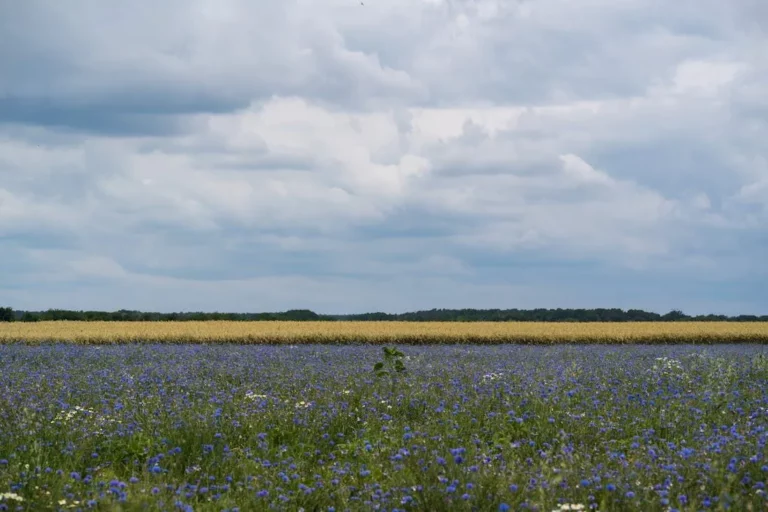 На Гродненщину придет жара. Когда ожидать?
