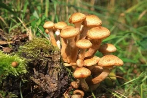 Не собирайте дачные грибы! Даже белые и лисички могут быть опасны