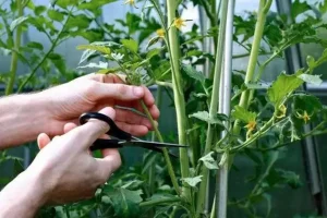 Когда лучше обрезать деревья, а когда заняться прополкой: лунный календарь на неделю