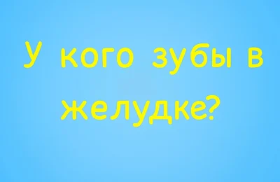 У кого зубы находятся в желудке? Сможете ответить без подсказок?
