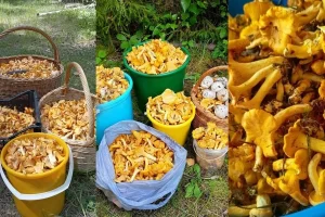 Лисичек — хоть косой коси! Грибники не успевают всё собрать