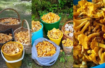 Лисичек — хоть косой коси! Грибники не успевают всё собрать
