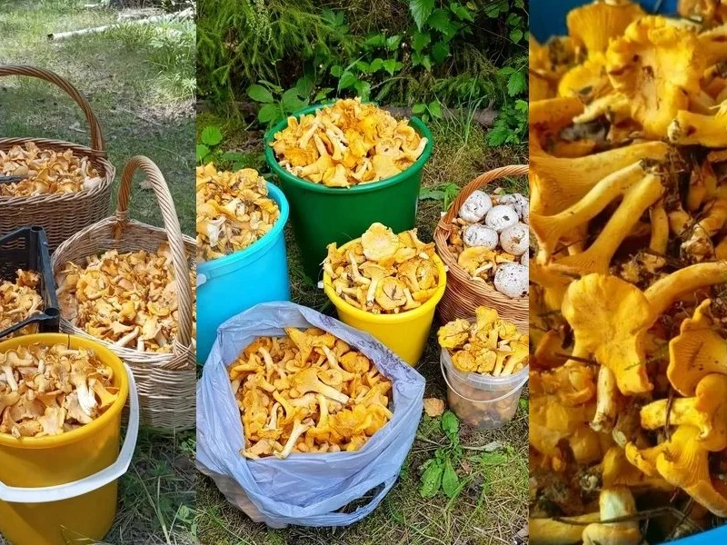 Лисичек — хоть косой коси! Грибники не успевают всё собрать