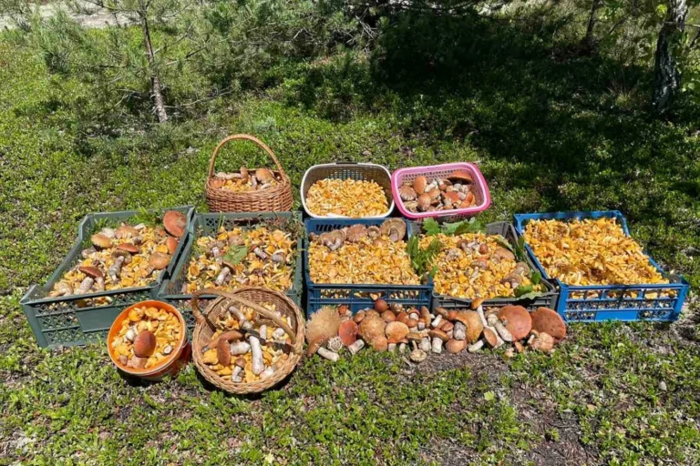 Грибная лихорадка! Ящики, корзины, ведра – всё в ход пошло