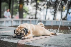 Три самые проблемные породы собак, по мнению ветеринаров