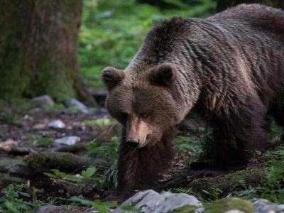 Сколько стоит поохотиться на медведя в Беларуси?