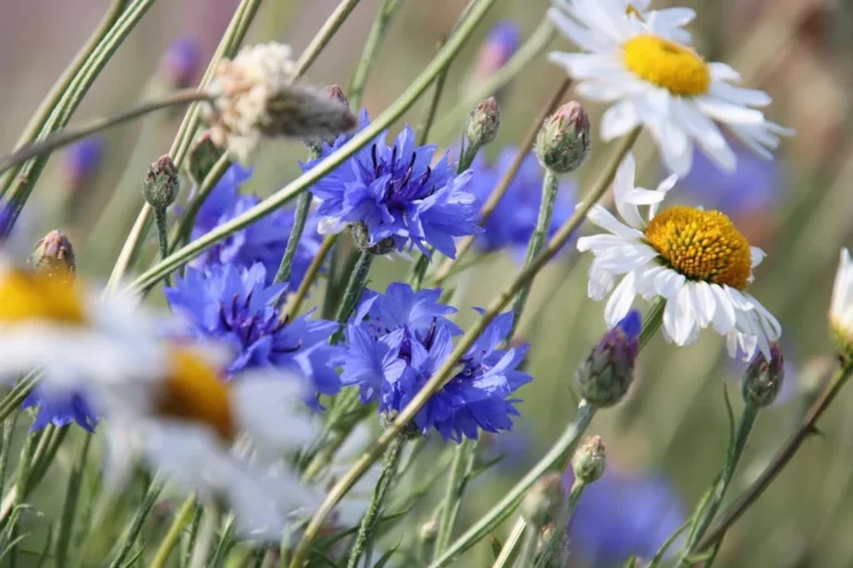 Приближаются жаркие ночи. О погоде на Гродненщине 5-7 июля