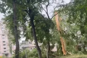 Во время грозы в Барановичах молния расколола дерево пополам
