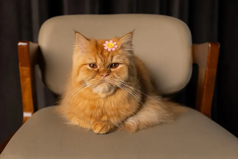 Планируете завести питомца? Вот список популярных кошачьих имен и их значение