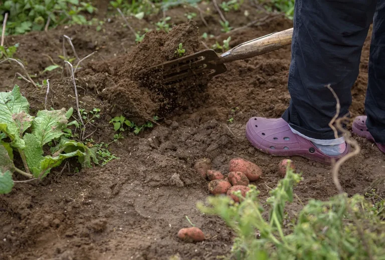 В эти дни августа не стоит копать картошку — будет невкусной и быстро испортится
