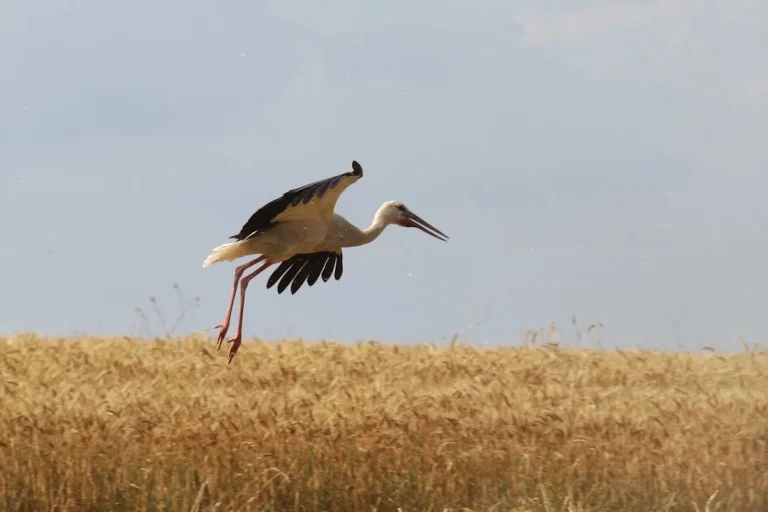 Август покажет характер: на Гродненщине ждут похолодания