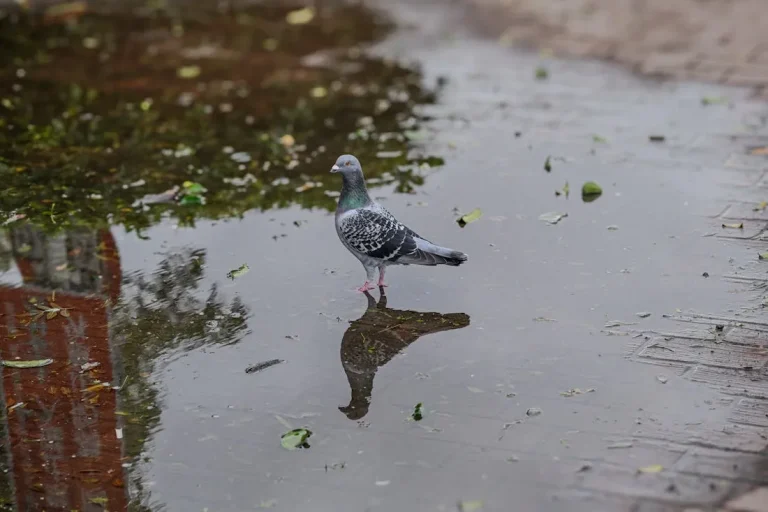 Август приносит прохладу и осадки: о погоде на Гродненщине 24-26 августа